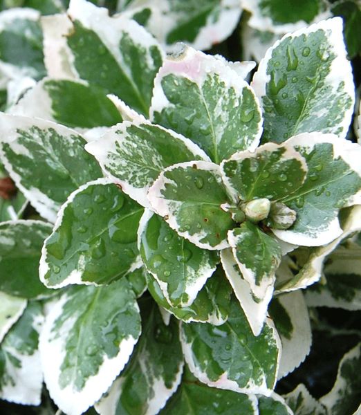 Euonymus fortunei 'Emerald Gaiety' - 100cm kmienok